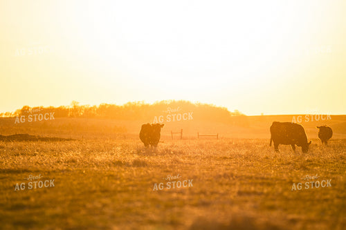 Cattle at Sunset 68320