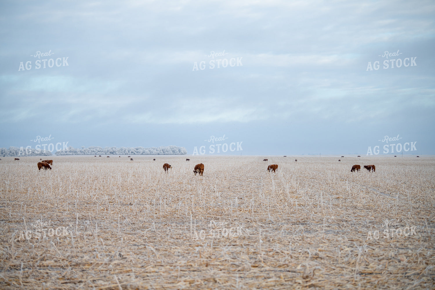 Hereford Cattle on Cornstalks 212179