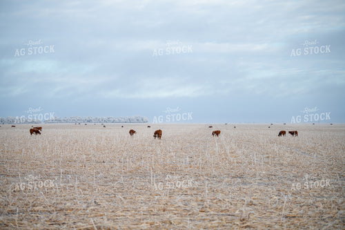 Hereford Cattle on Cornstalks 212179
