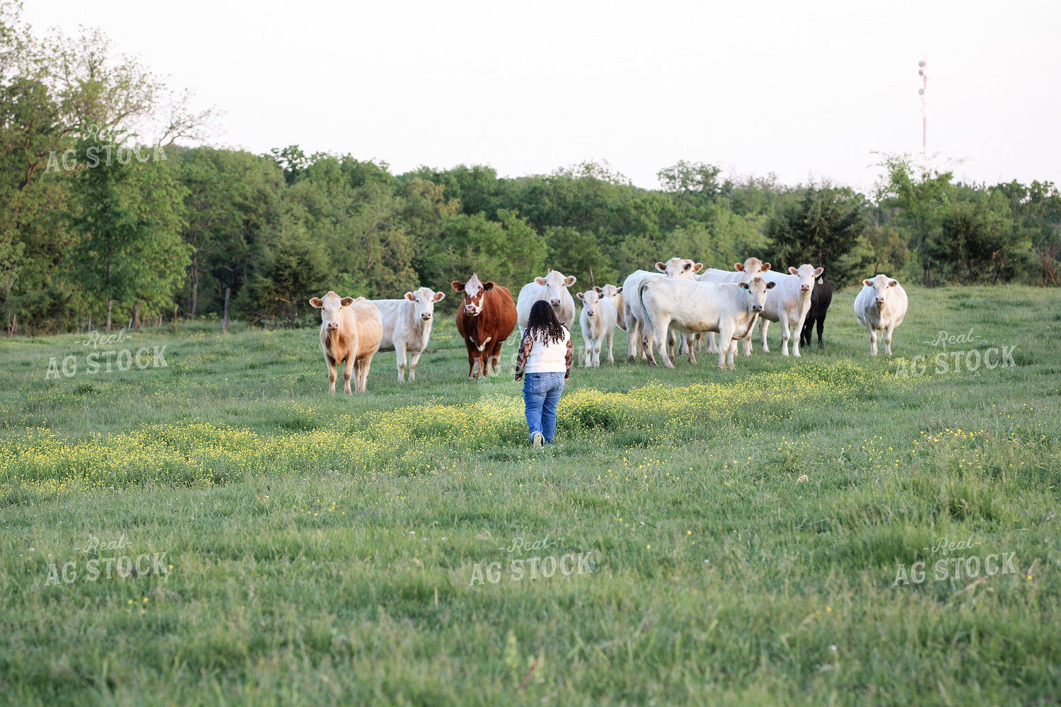Checking Cattle on Pasture 182042