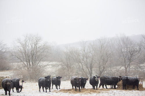 Cattle 1683