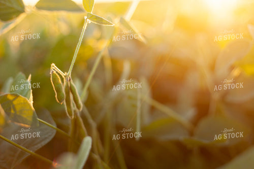 Soybeans - Mid-Season 1508
