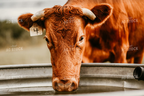 Red Angus Cow Drinking Water 64214