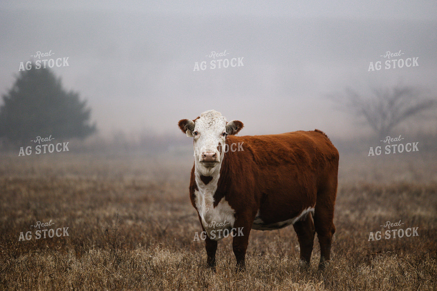 Cattle on Foggy Pasture 219106