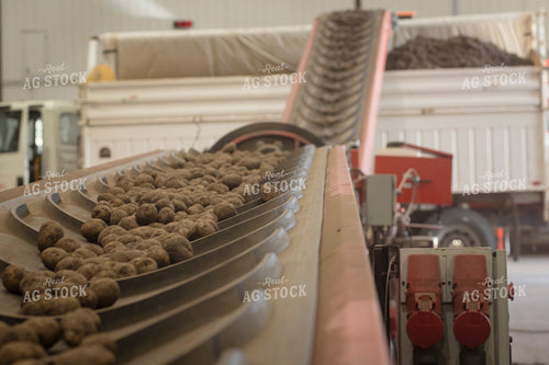 Potato Elevator 135097