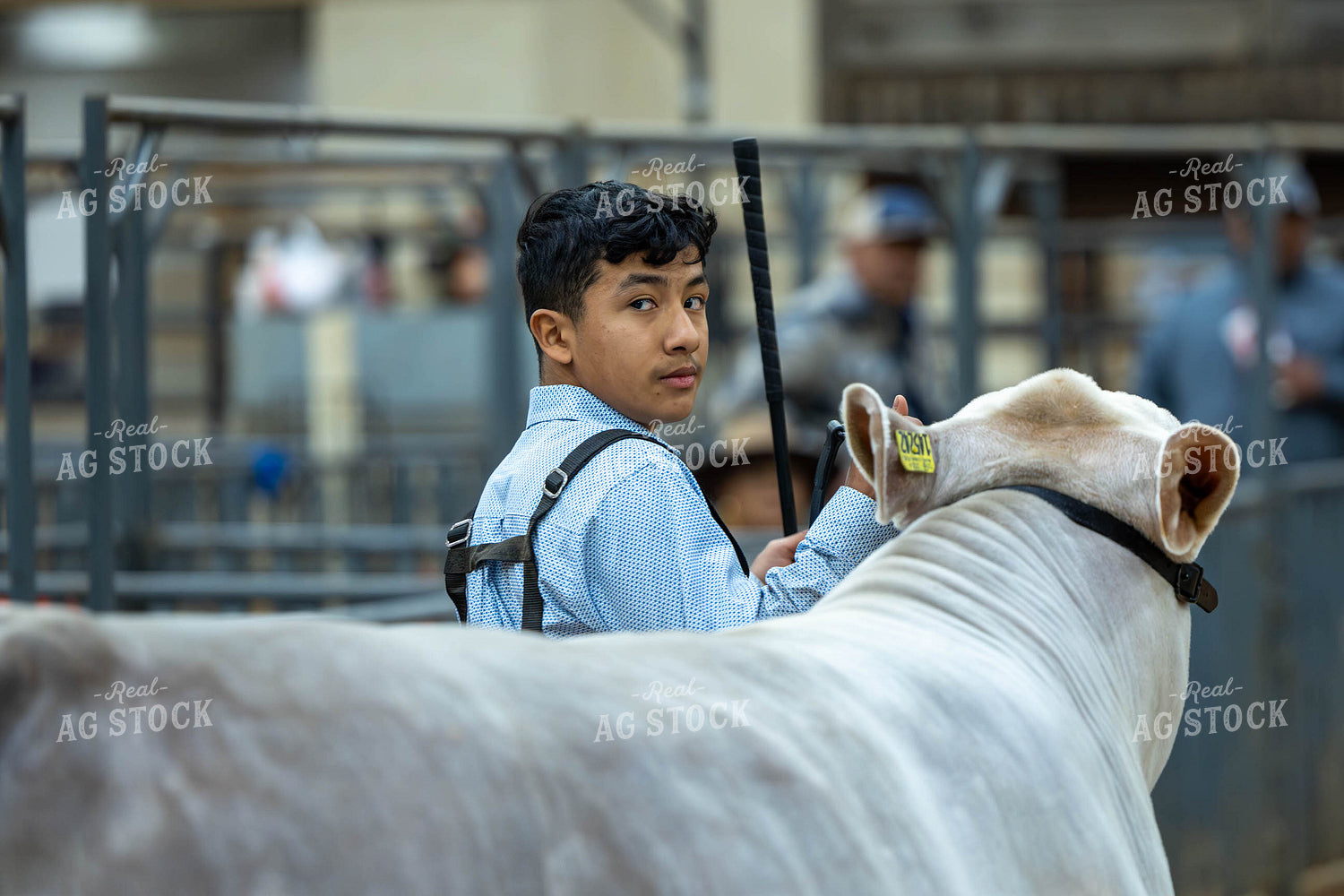 Showing Cattle 98059