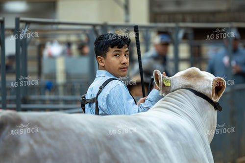 Showing Cattle 98059
