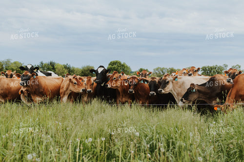 Jersey Cattle in Pasture 68111