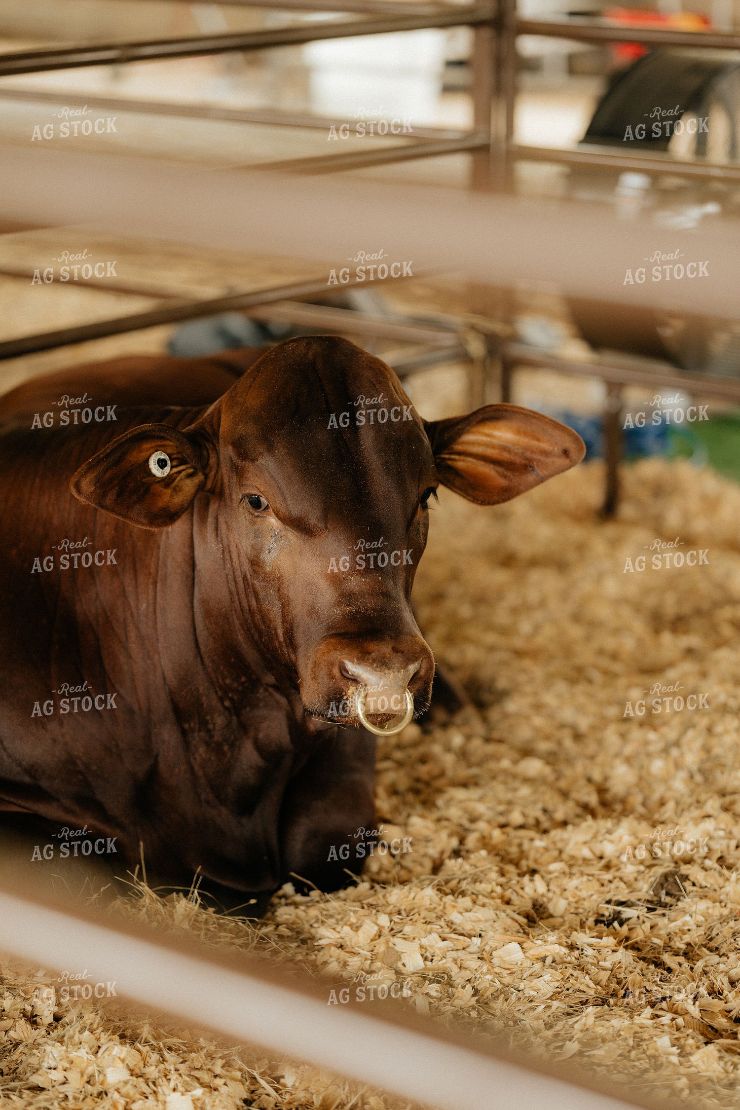 Cattle in Barn 125323