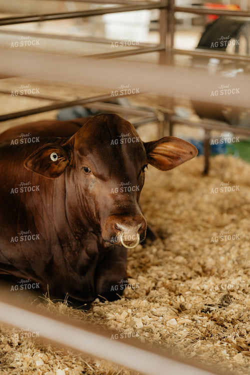 Cattle in Barn 125323