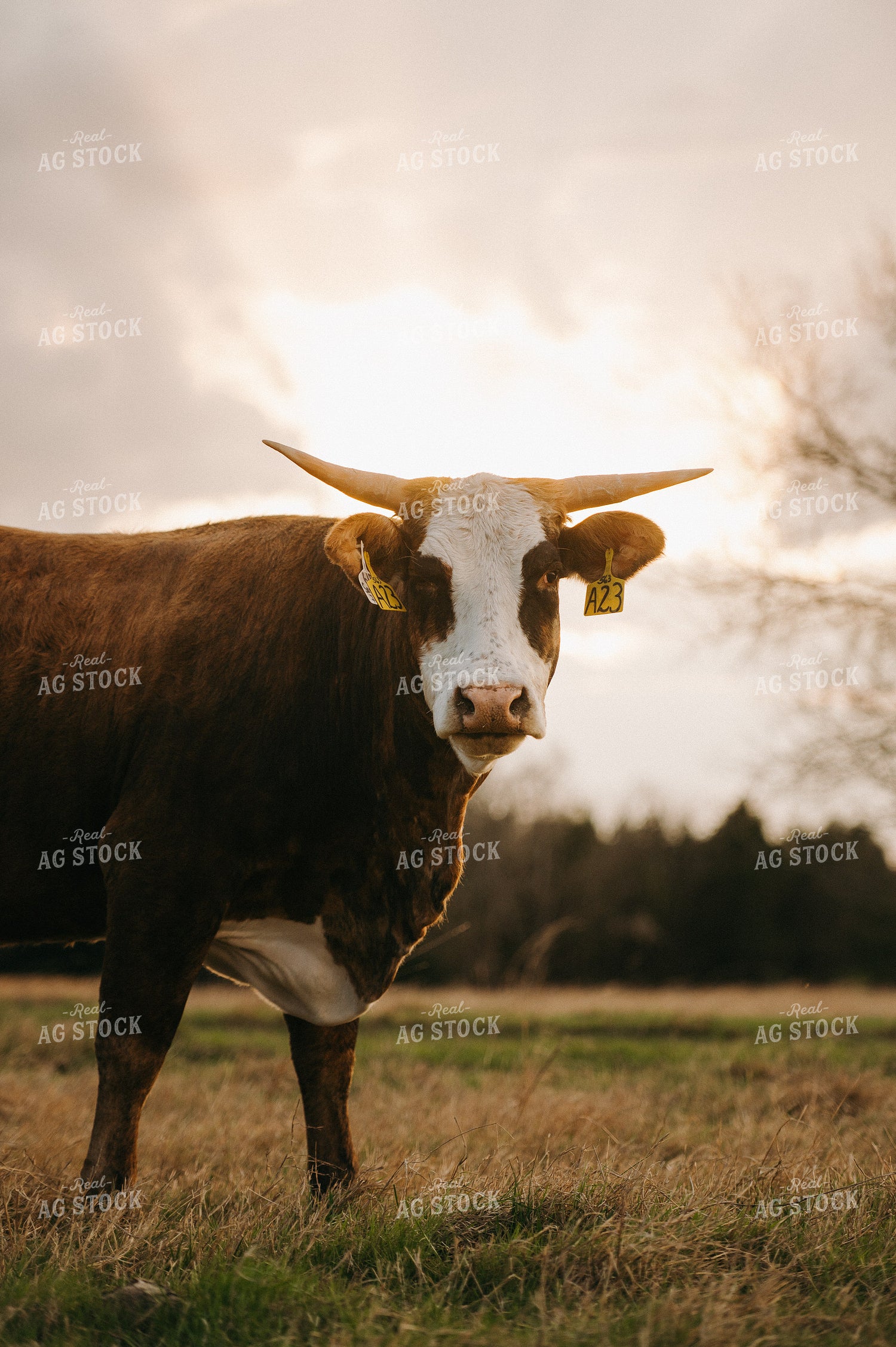 Cattle on Pasture 301020