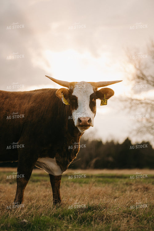 Cattle on Pasture 301020