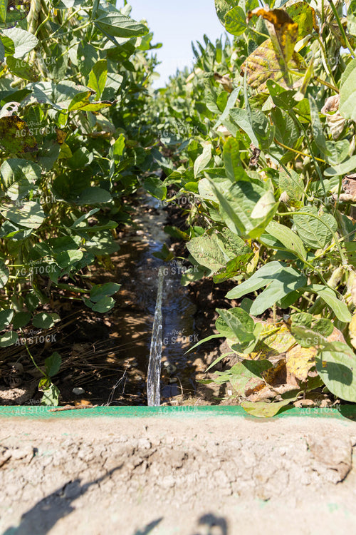 Soybean Plant 79342