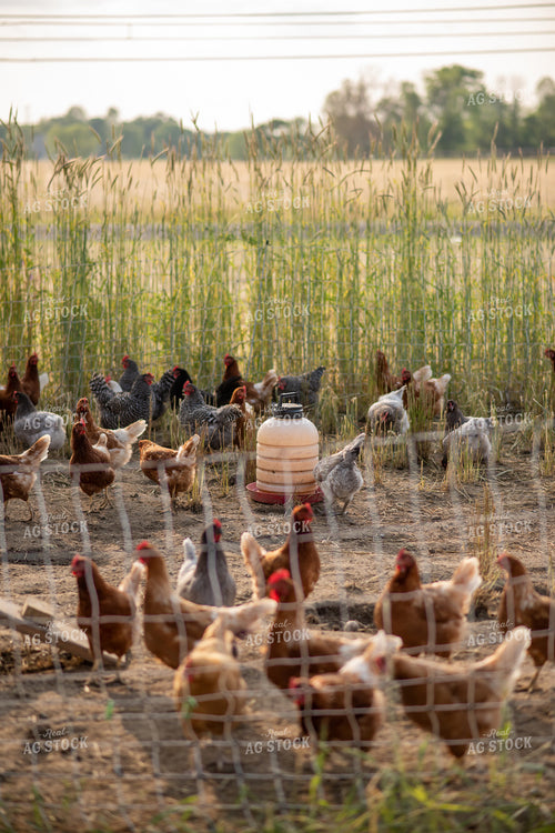 Free Range Chickens 76537