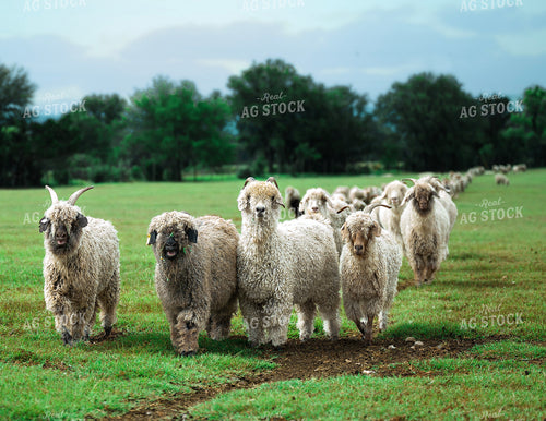 Colored and White Angora Goats 140000