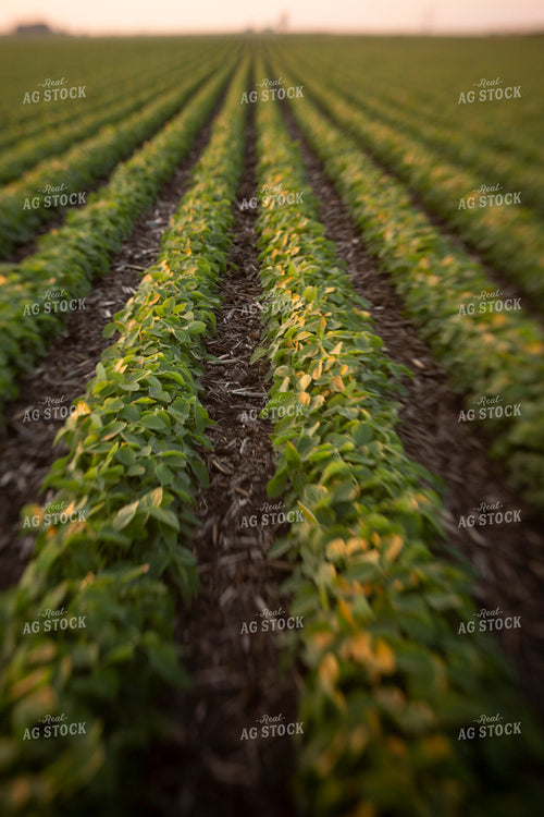 Soybeans - Mid-Season 1479