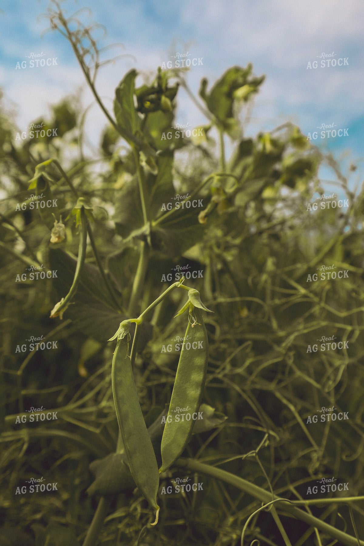 Pea Plants 187370