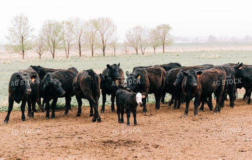 Cows and Calves in Pasture 61018