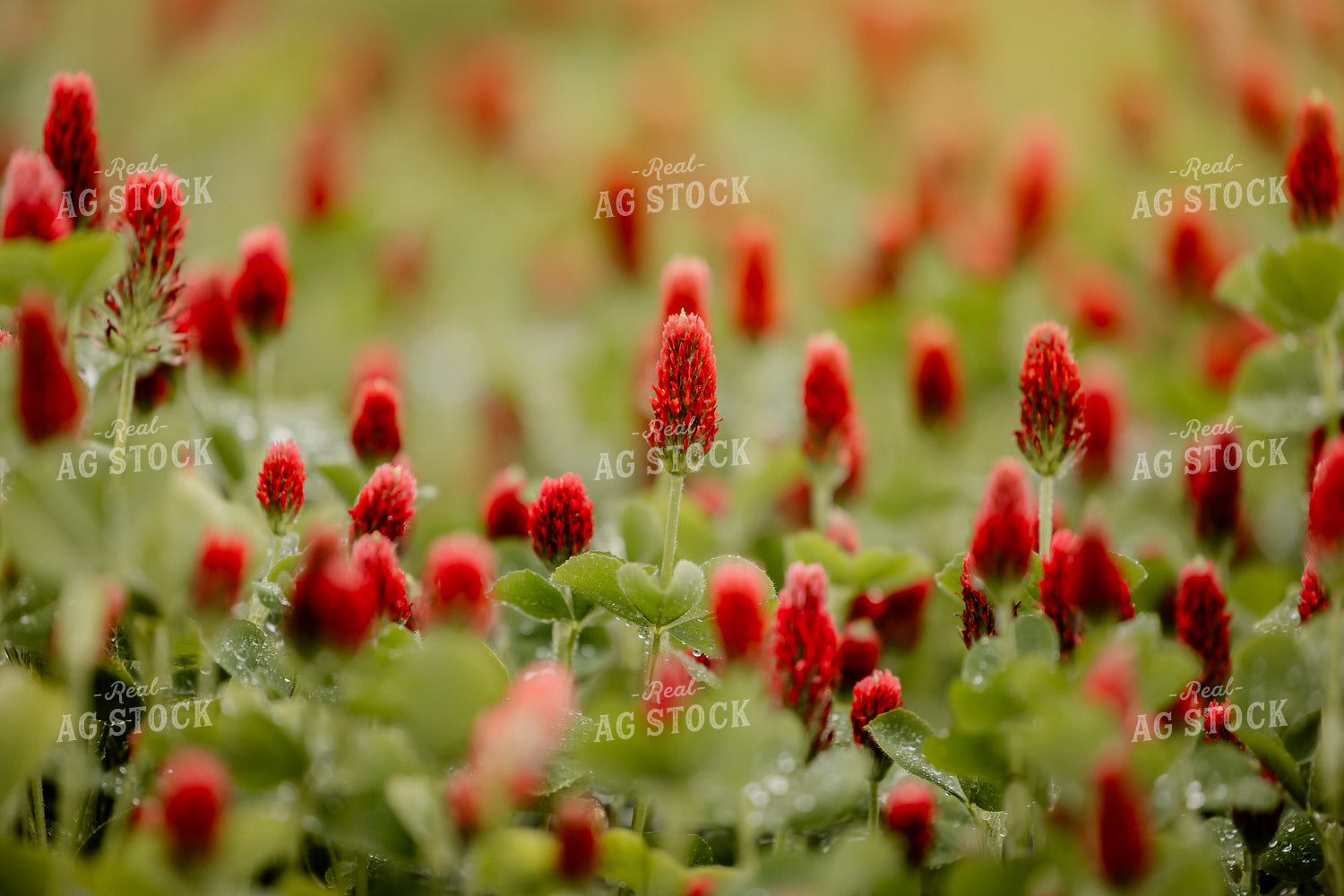 Cover Crop Crimson Clover 104120