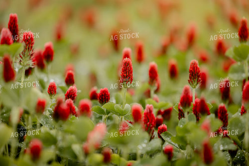 Cover Crop Crimson Clover 104120