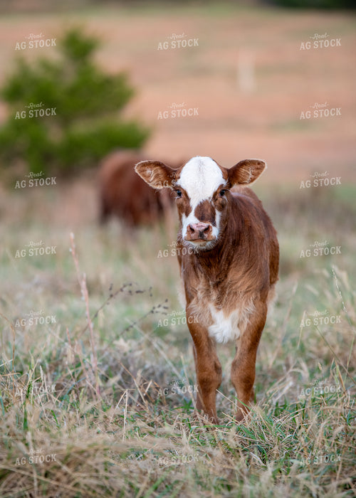 Crossbred Calf 193049