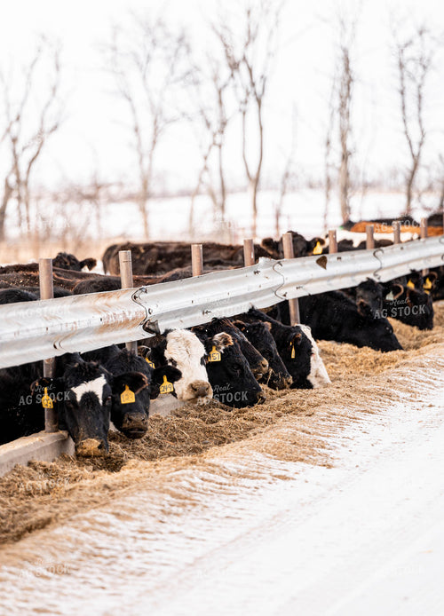 Feedlot 185090