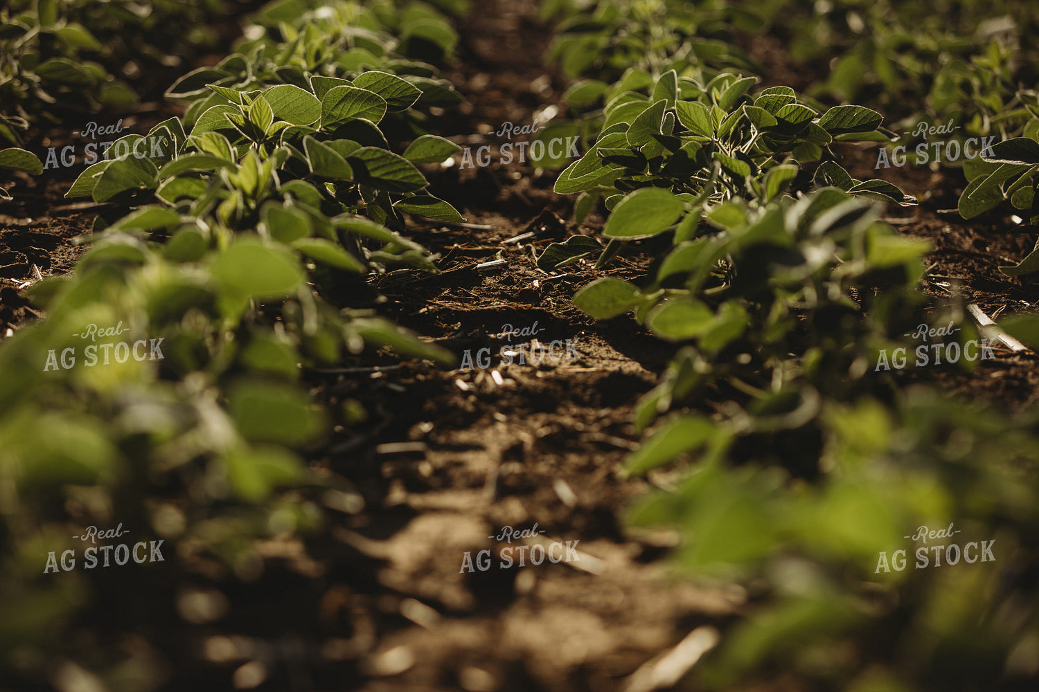Rows of Green Soybeans 4352