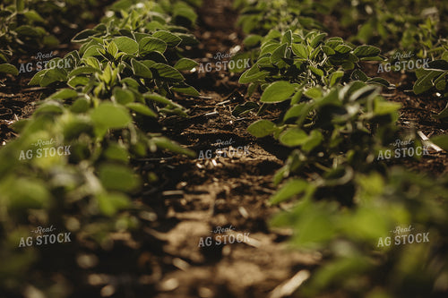 Rows of Green Soybeans 4352