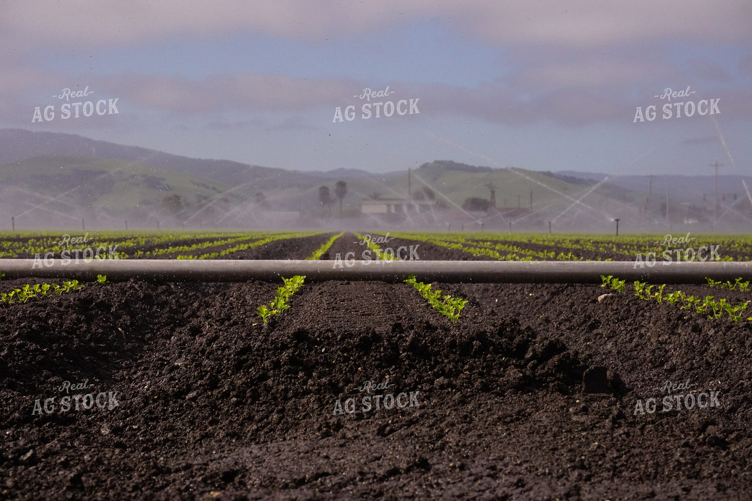 Irrigated Farm 148024