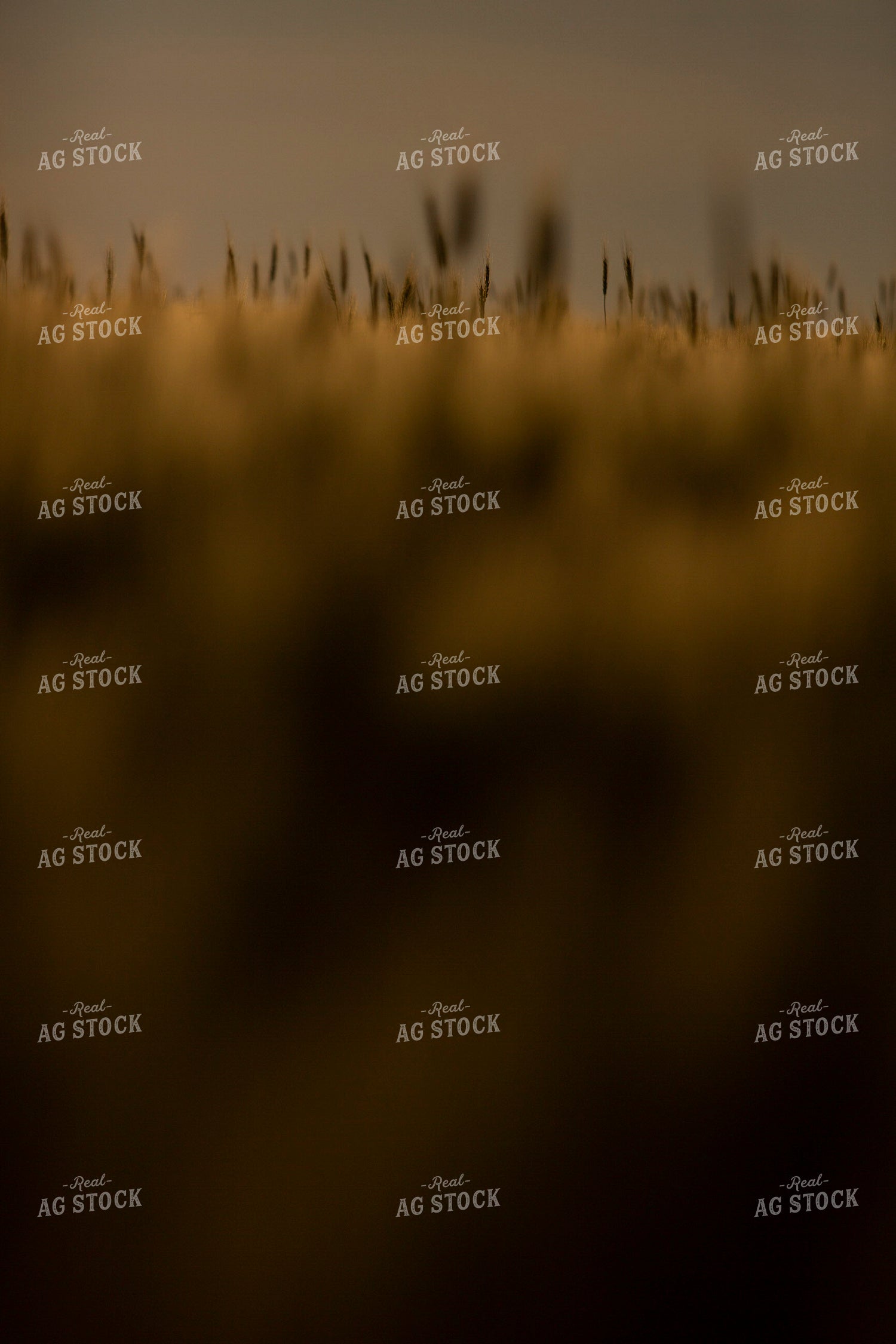 Wheat 2135