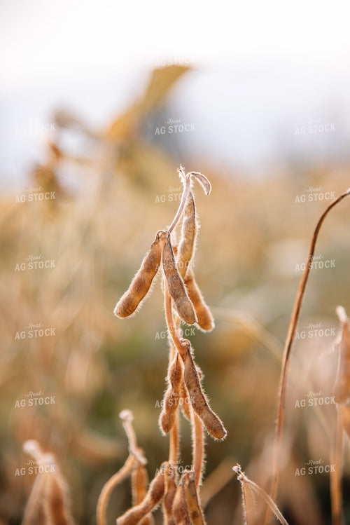 Close Up of Dried Soybeans 137011