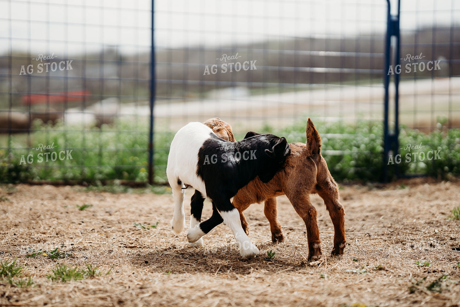 Goat Kids 196265