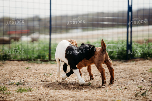 Goat Kids 196265