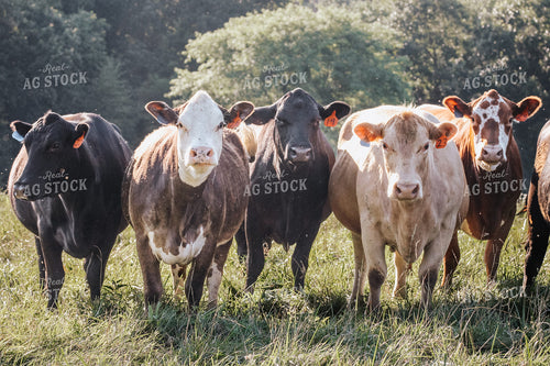 Cattle on Pasture 182036