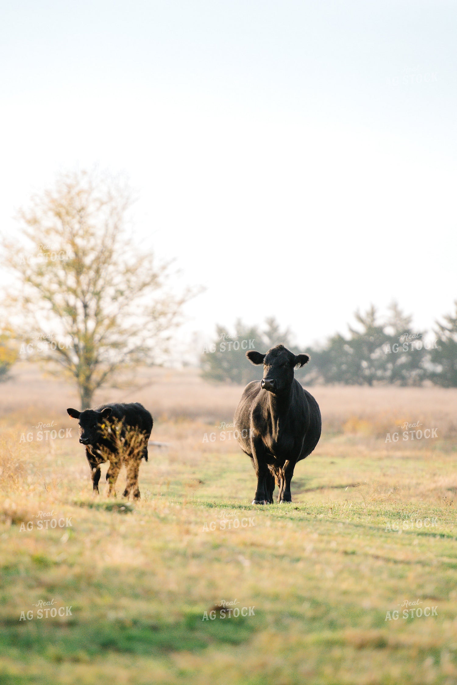 Cattle on Pasture 301034