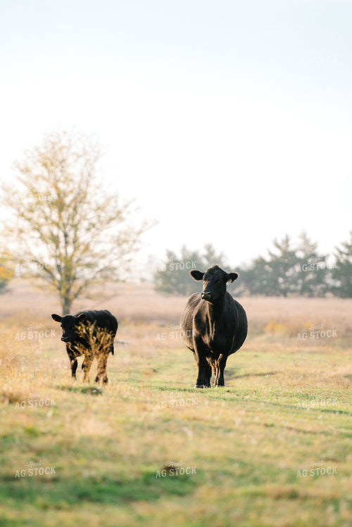 Cattle on Pasture 301034