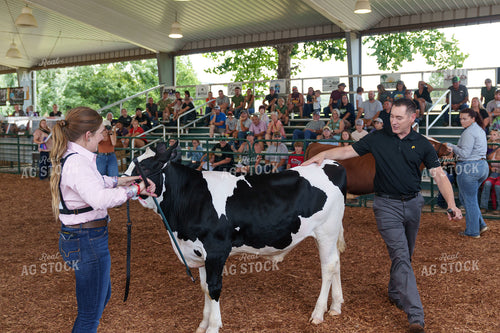 Showing Cattle 52926
