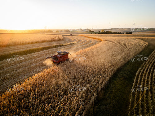 Corn Harvest 67963
