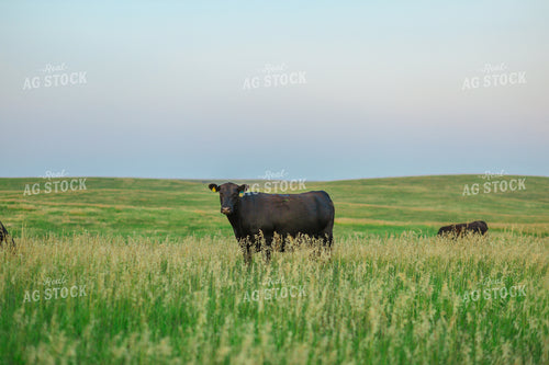 Black Angus Cattle in Pasture 123016