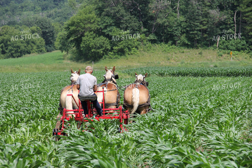 Horses Pulling Implement in Corn Field 95011