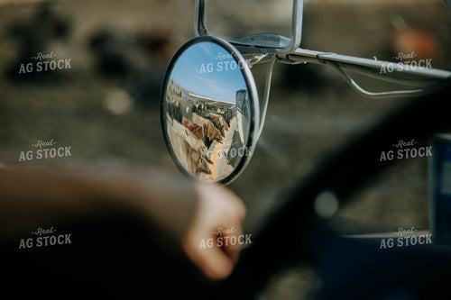 Mirror Overlooking Cattle 77209