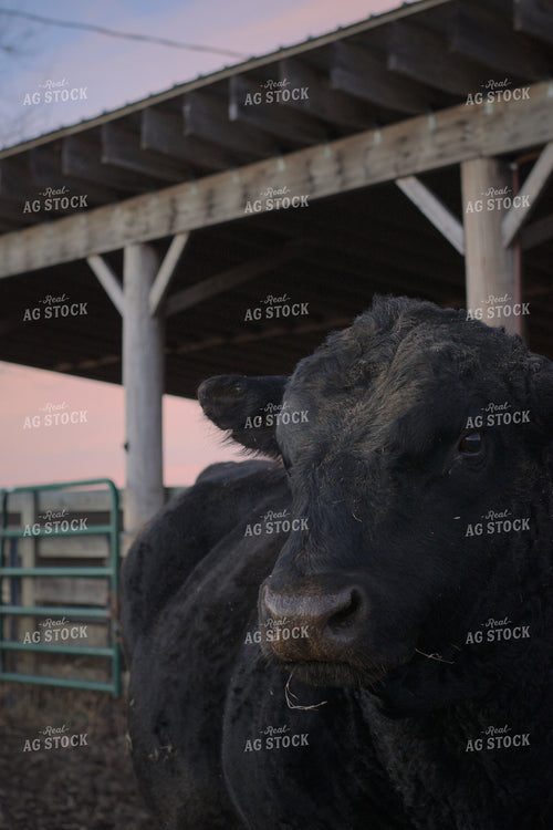 Black Angus Cattle 251120