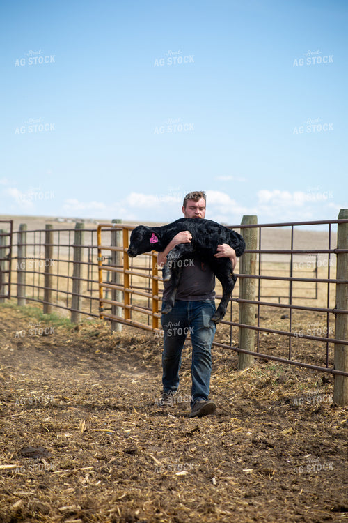 Farmer Checking Cow Calf Pairs 155407