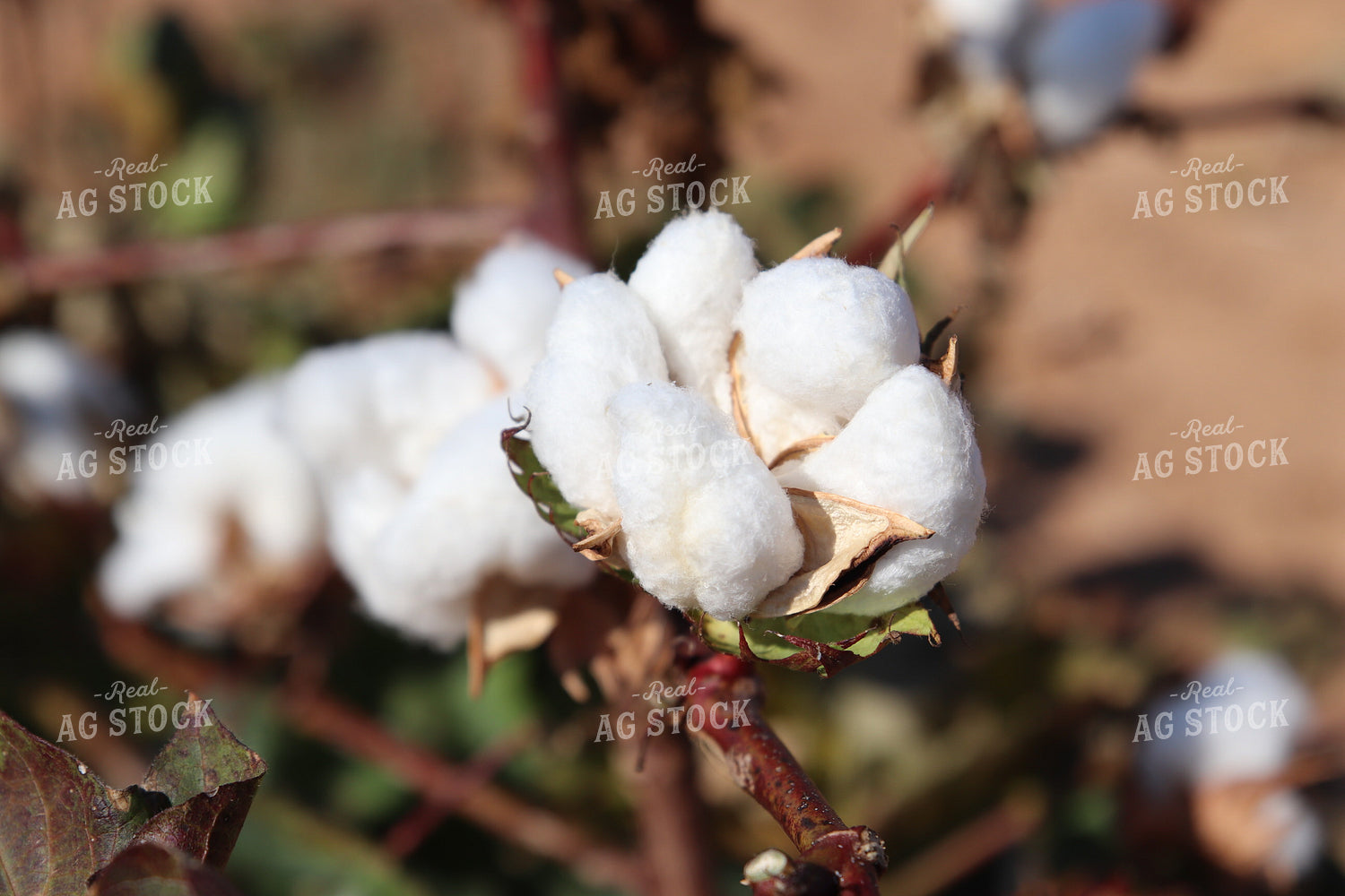 Cotton Bolls 102217