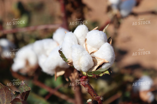 Cotton Bolls 102217