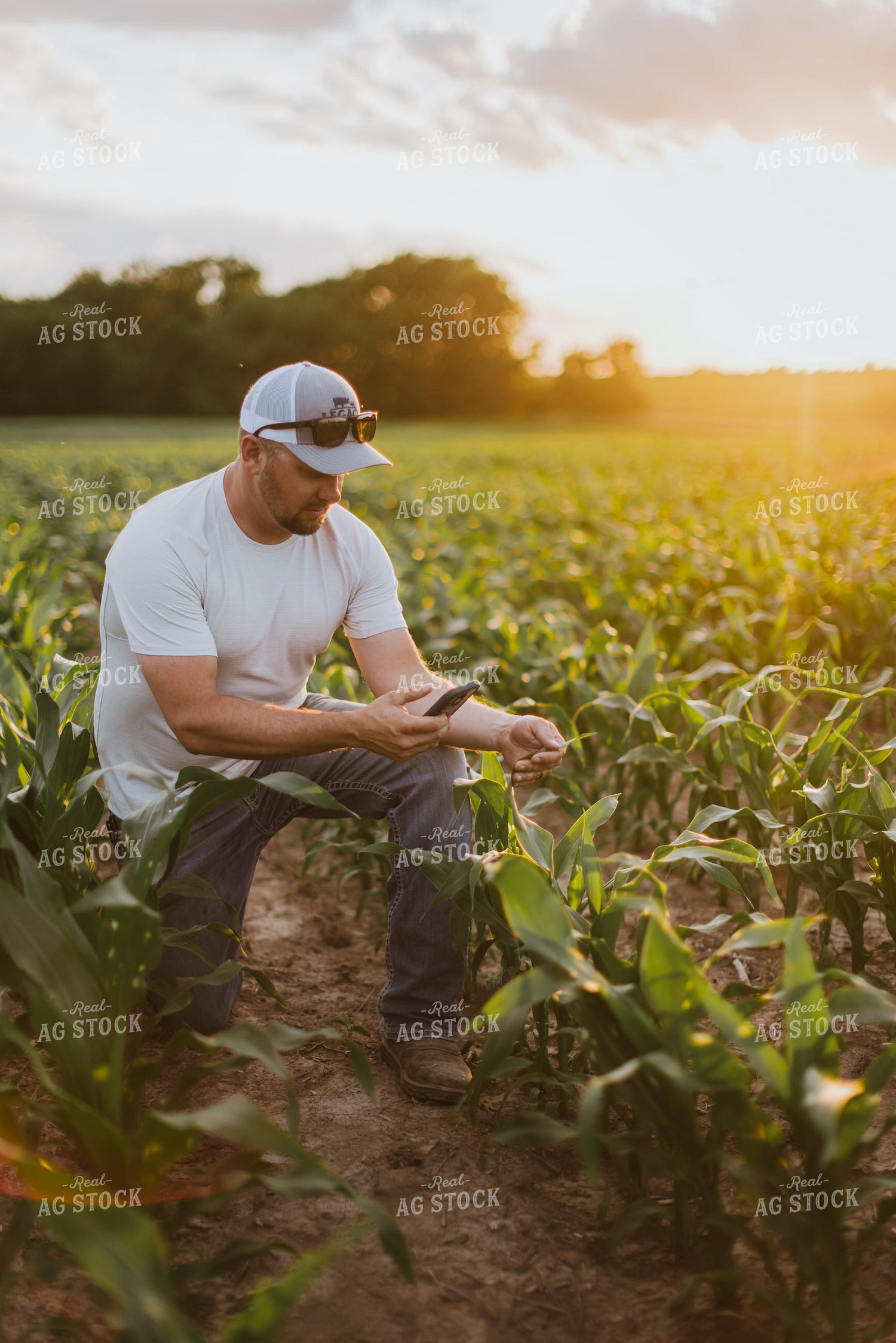 Farmer Taking Picture of Corn with Phone 8827
