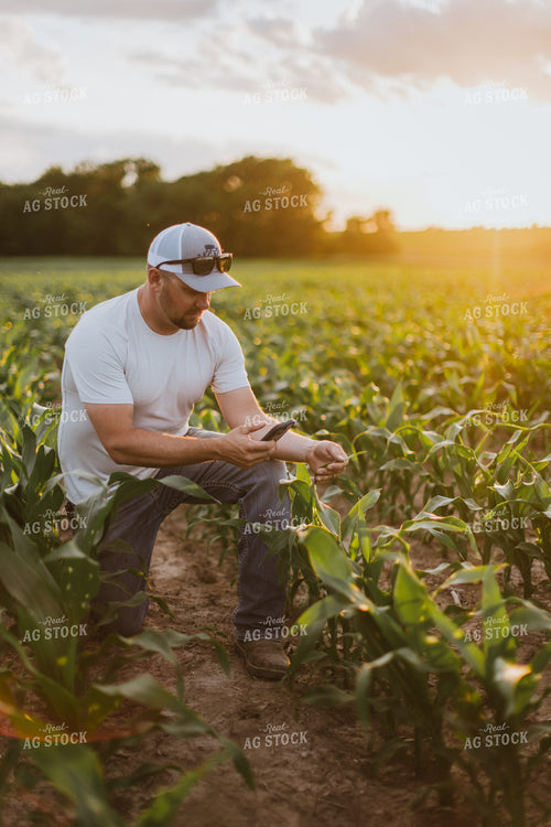 Farmer Taking Picture of Corn with Phone 8827
