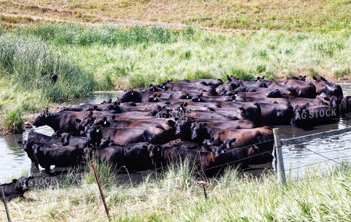 Cattle Cooling Off in Water 141696
