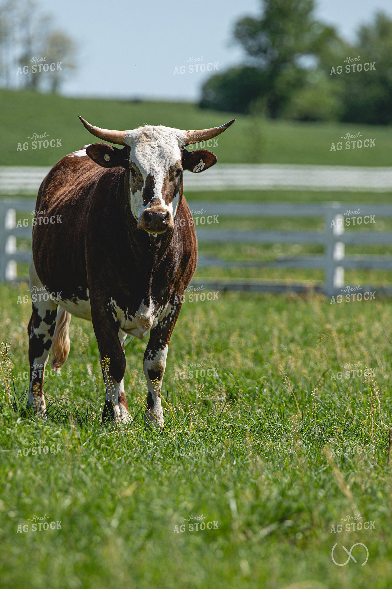 Shorthorn Cow 189055