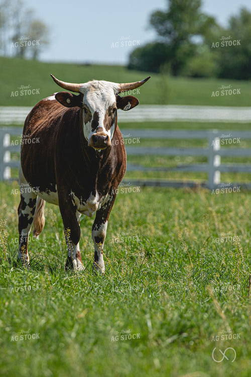 Shorthorn Cow 189055